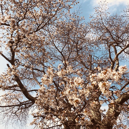キレイな桜が咲いています 家づくりのヒントが見つかるブログ 建成ホーム 室蘭 登別 苫小牧の自然素材の住宅会社